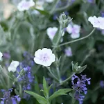 Relax-black Appartement, Allgaeu, Bergblick, Sauna Lejlighed Scheidegg